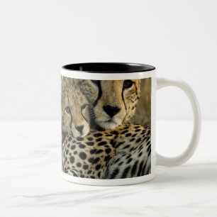 Tasse 2 Couleurs Guépard, Acinonyx jubatus, avec son petit dans le