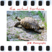 Tasse 2 Couleurs Initiale photographique naturelle Tortoiseshell