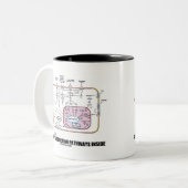 Tasse 2 Couleurs Intérieur de voies de transduction de signal (Devant gauche)