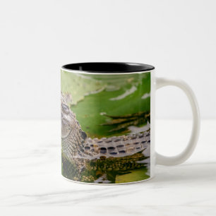 Tasse 2 Couleurs Jeune alligator