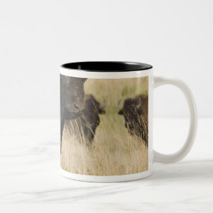 Tasse 2 Couleurs Jeune bison mâle fougueux à la Tallgrass