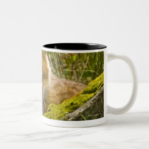 Tasse 2 Couleurs Jeune Fox rouge regardant par la barrière sur San