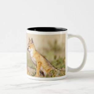 Tasse 2 Couleurs Jeune Renard véloce (Vulpes macrotis) au terrier,
