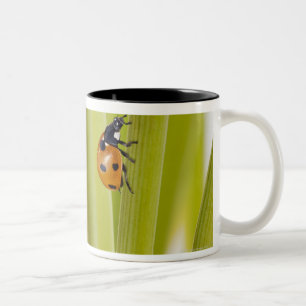 Tasse 2 Couleurs Ladybird sur des tiges de plante