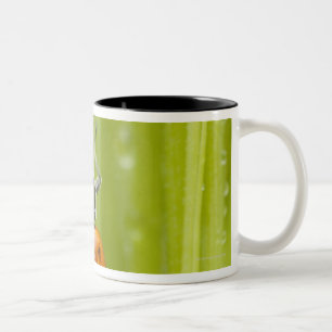 Tasse 2 Couleurs Ladybird sur l'herbe, plan rapproché