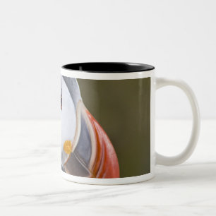 Tasse 2 Couleurs Le Macareux atlantique, un oiseau de mer pélagique