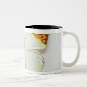 Tasse 2 Couleurs Le papillon avec l'envergure, a trouvé dans les