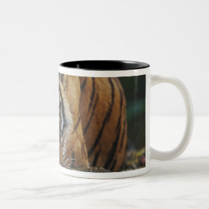 Tasse 2 Couleurs Le tigre CUB dort sur la roche