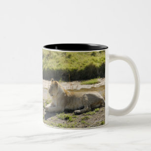 Tasse 2 Couleurs lion (Panthera Lion), deux jeune lionne, masai