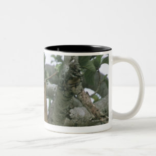 Tasse 2 Couleurs Lionne d'escalade d'arbre (Panthera Lion), reine