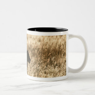 Tasse 2 Couleurs Lionne (Panthera Lion) silhouettée dans la longue
