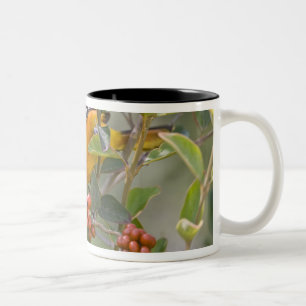 Tasse 2 Couleurs Loriole de Baltimore