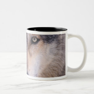 Tasse 2 Couleurs loup gris, Canis lupus, gros plan des yeux