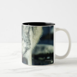 Tasse 2 Couleurs Loup gris dans le boire d'automne