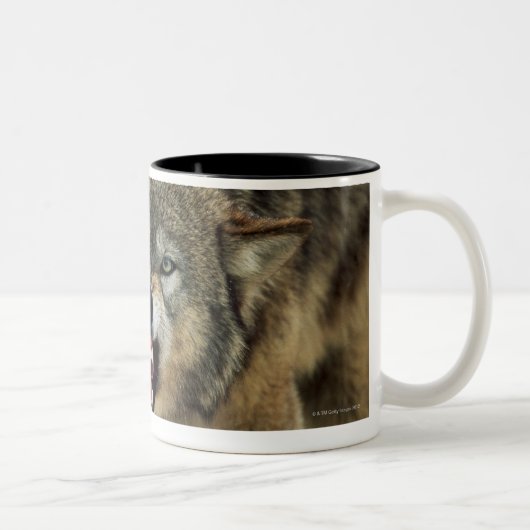 Tasse 2 Couleurs Loup gris de grondement (Droit)