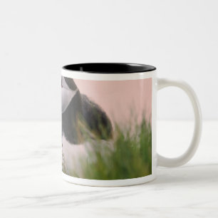 Tasse 2 Couleurs Macareux atlantique (Fratercula arctica)