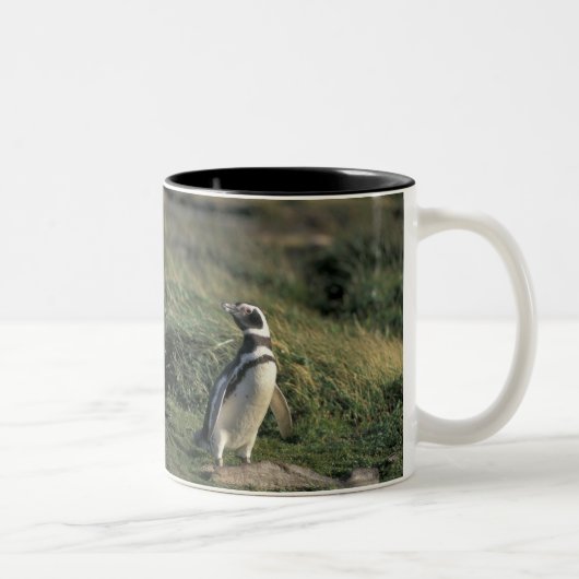 Tasse 2 Couleurs Manchot de Magellan (Spheniscus magellanicus), (Droit)