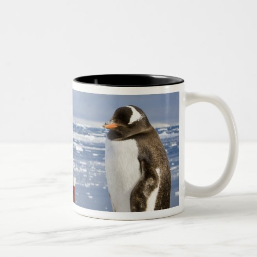 Tasse 2 Couleurs Manchot papou (Droit)