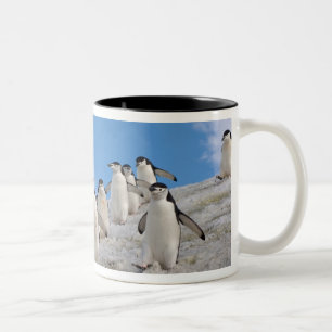 Tasse 2 Couleurs Manchots à Collier Pygoscelis Antarctica