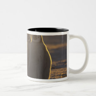 Tasse 2 Couleurs Manchots empereurs