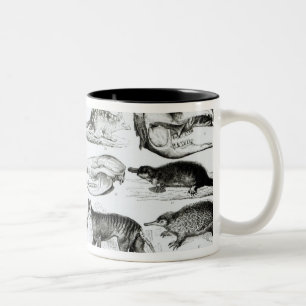Tasse 2 Couleurs Marsupialia, Monetremata, Edentata