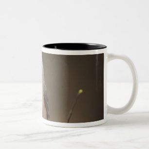 Tasse 2 Couleurs Mésange à crête noire, Baeolophus