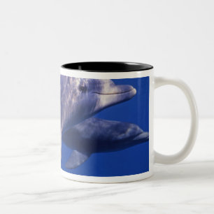 Tasse 2 Couleurs Mexique, Cozumel. Dauphin en bouteille, Tursiops 2