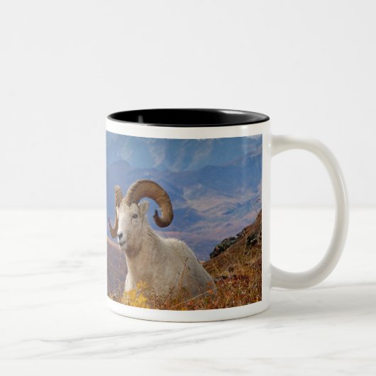 Tasse 2 Couleurs mouflons, Ovis dalli, bélier (Droit)