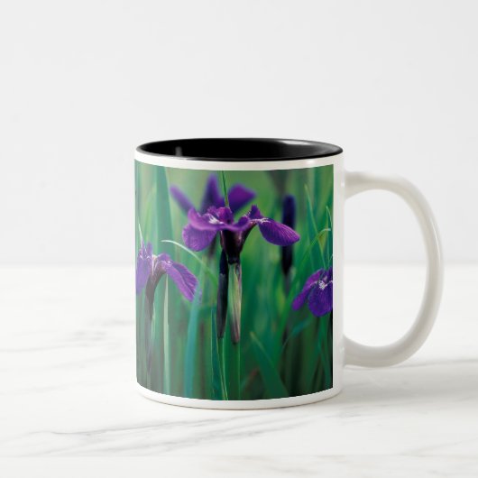 Tasse 2 Couleurs NA, États-Unis, Alaska, Knight Island, Wild Iris (Droit)