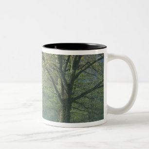 Tasse 2 Couleurs NA, États-Unis, Tennessee, Cades Cove, Great Smoky