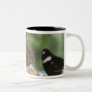 Tasse 2 Couleurs Nourriture pour des papillons