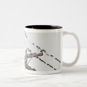 Tasse 2 Couleurs Oiseaux étés perché sur des fils