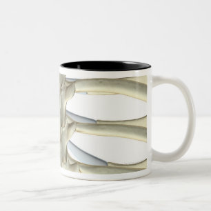 Tasse 2 Couleurs Os des vertèbres thoraciques 2