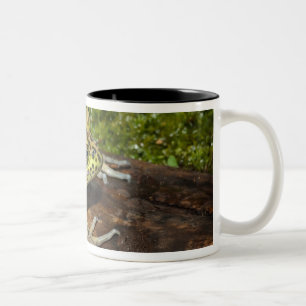 Tasse 2 Couleurs Ouaouaron, Rana catesbeiana