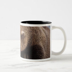 Tasse 2 Couleurs ours brun, Ursus arctos, grizzly, Ursus 8
