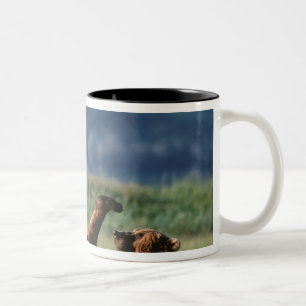 Tasse 2 Couleurs Ours bruns en train de jouer, Ursus arctos, Alaska