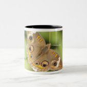 Tasse 2 Couleurs Papillon commun de maronnier américain, Junonia (Centre)