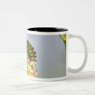 Tasse 2 Couleurs Papillon de malachite sur la feuille