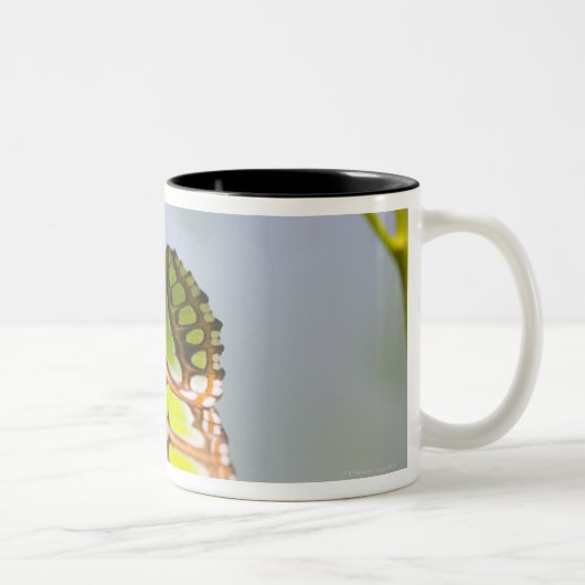 Tasse 2 Couleurs Papillon de malachite sur la feuille (Droit)