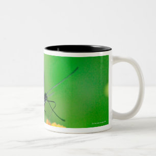 Tasse 2 Couleurs Papillon de rosina de facteur rassemblant le