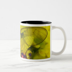 Tasse 2 Couleurs Papillon sur jaune