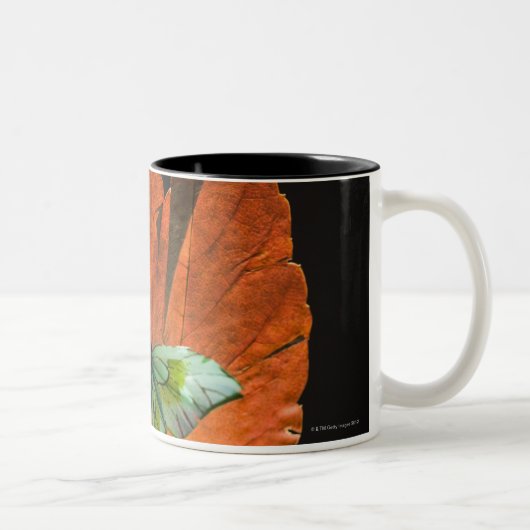 Tasse 2 Couleurs Papillon sur la feuille 2 (Droit)