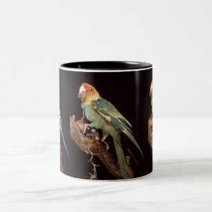 Tasse 2 Couleurs Perruche de Caroline éteinte