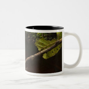 Tasse 2 Couleurs Phyllomeduse bicolore (Phyllomedusa bicolor) 2