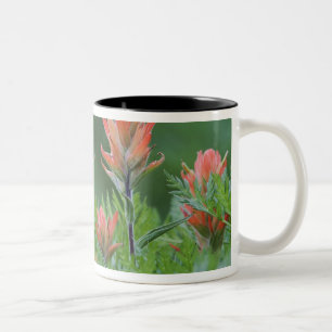 Tasse 2 Couleurs Pinceau indien, Castilleja miniata, Ouray,