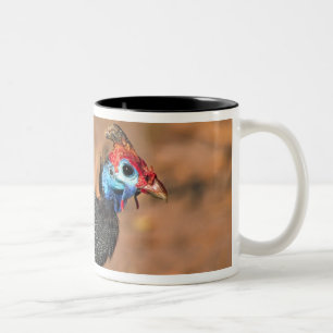 Tasse 2 Couleurs Pintade huppée (Numida meleagris). Afrique,