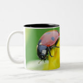 Tasse 2 Couleurs Plan rapproché de coccinelle (Gauche)