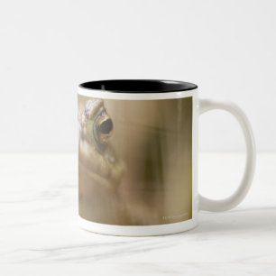 Tasse 2 Couleurs Plan rapproché de crapaud