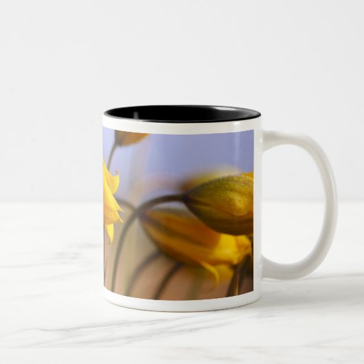 Tasse 2 Couleurs Plan rapproché des jonquilles (Droit)