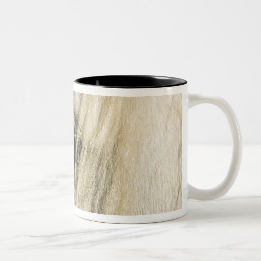 Tasse 2 Couleurs Plan rapproché d'oeil de cheval (Droit)